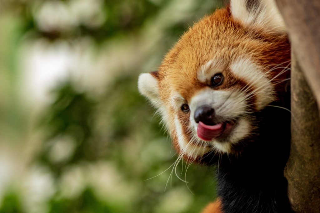 red panda conservation