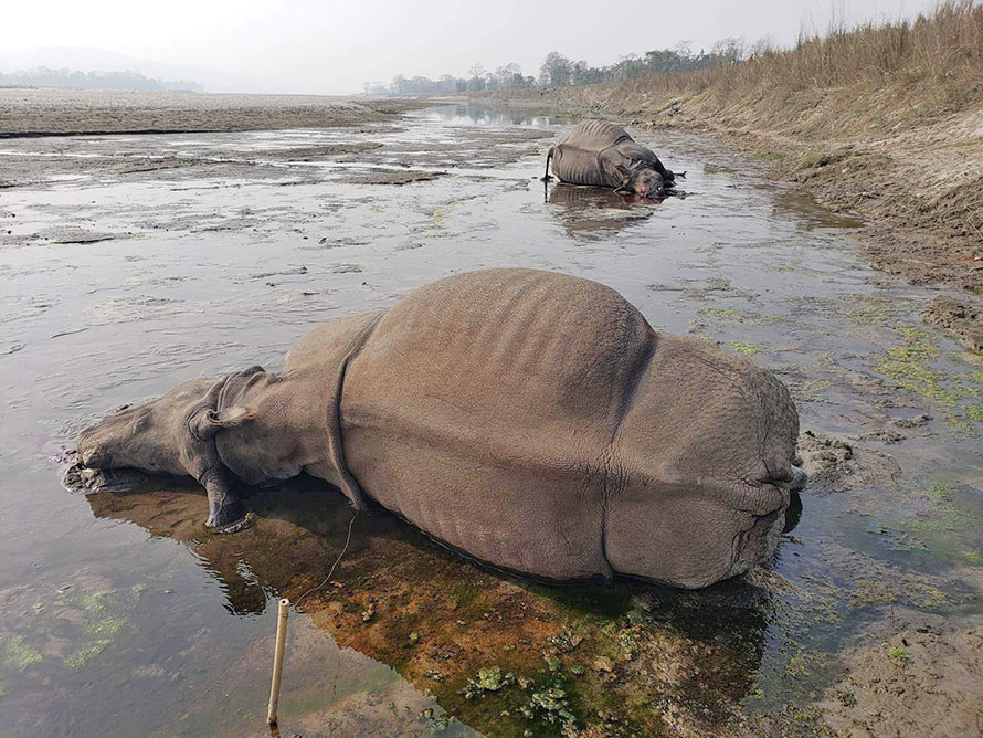 Two rhinos found dead in the Chitwan National Park on Friday, January 20, 2023. rhino deaths