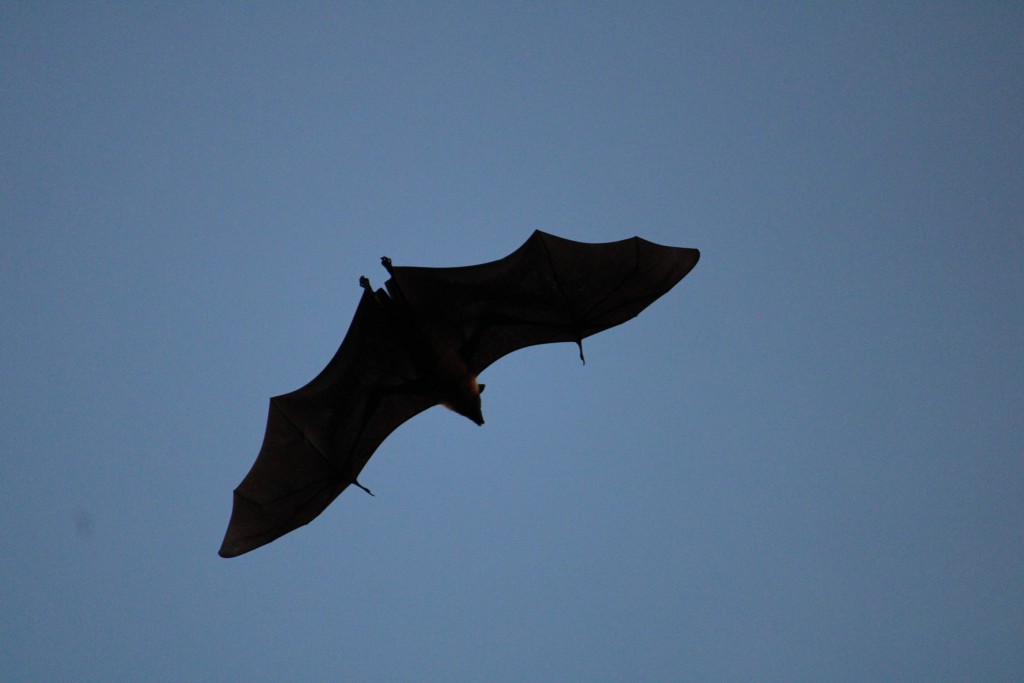 Bats can fly little like a bird, but they are mammals. PixaHive Bat conservation