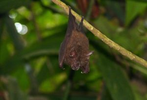 Bat conservation in Nepal: The creepy characterisation of this beautiful animal needs to stop urgently