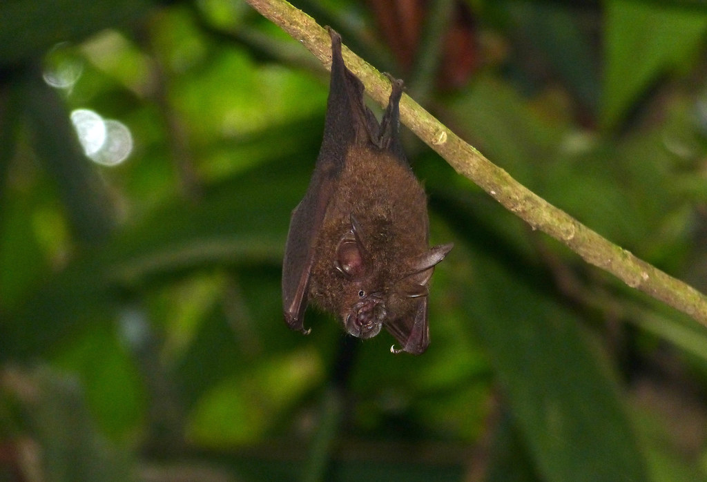 Bats bat conservation bats in Nepal