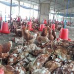 High alert against bird flu in Kavrepalanchowk