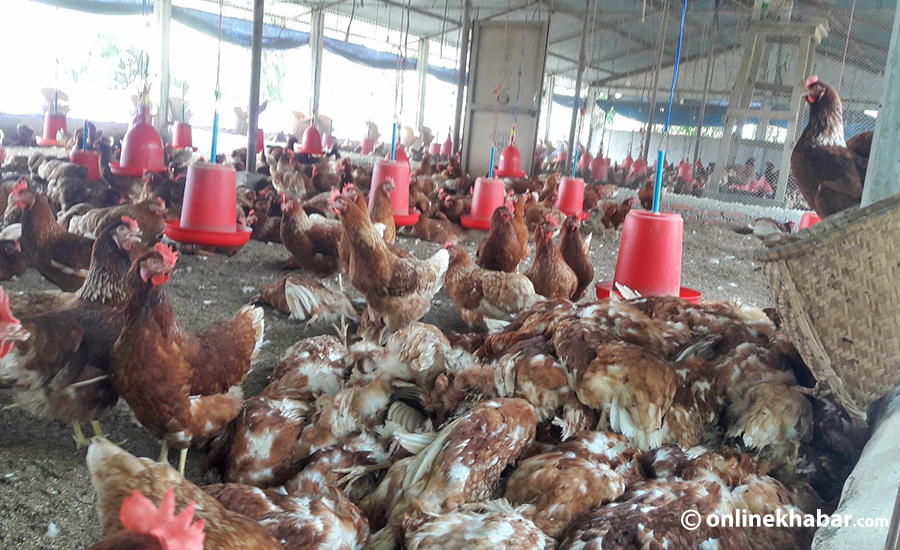 File: Chickens affected by the bird flu infection in Chitwan