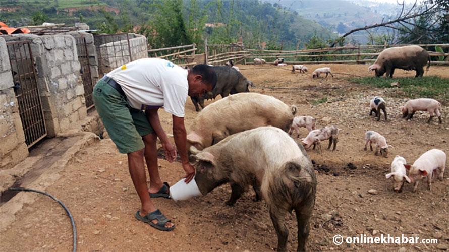 Over 2,800 pigs die due to African swine fever in Chitwan; farmers report Rs 62 million loss