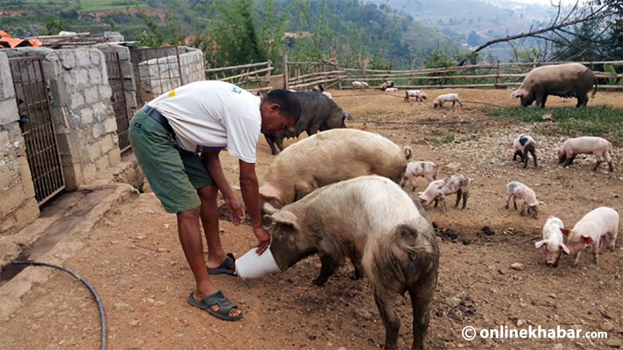 Pigsty Pig farm palpa
African swine fever