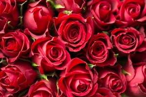 Nepal bans rose import on the eve of Valentine’s Day