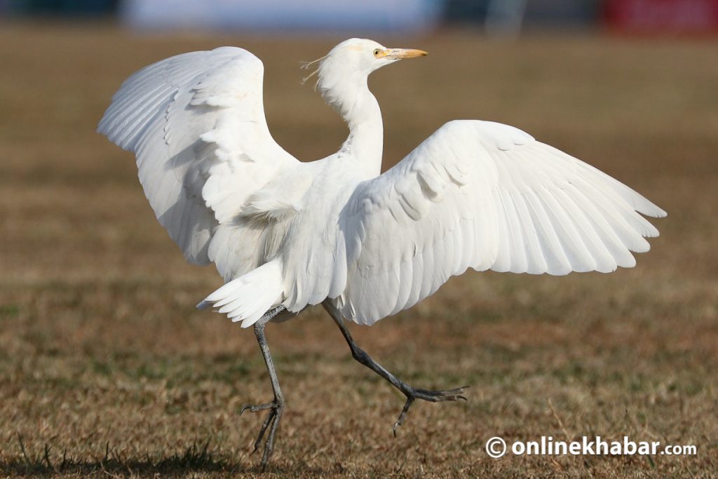 A cattle egret in Kathmandu. Photo: Aryan Dhimal