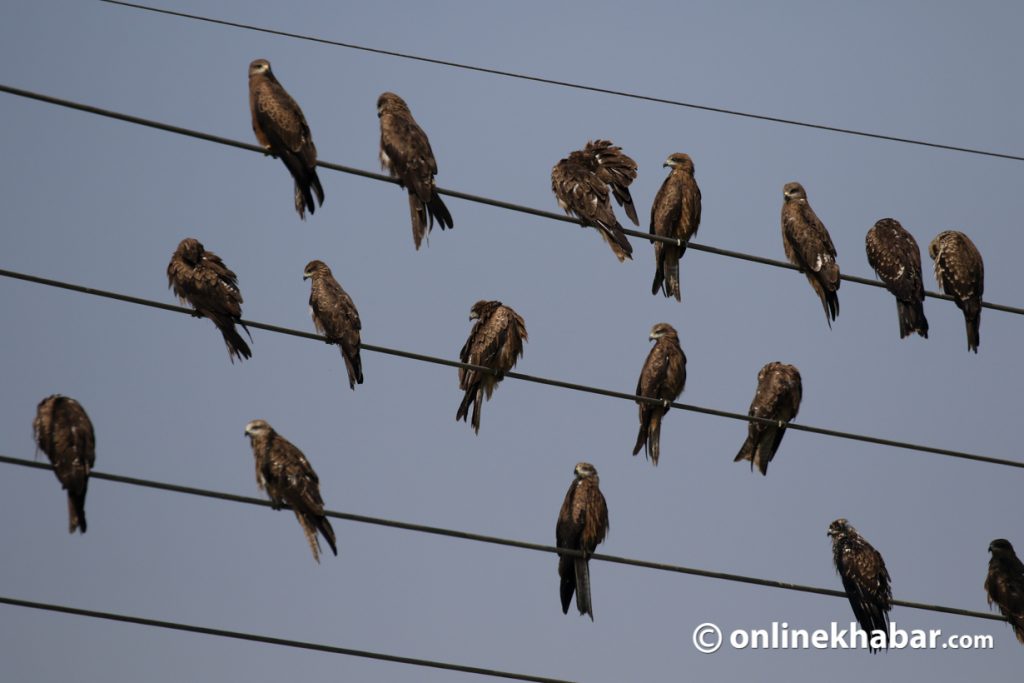 File: Birds on electricity lines bird biodiversity avian biodiversity