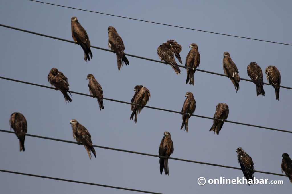  Birds on electricity lines bird biodiversity avian biodiversity