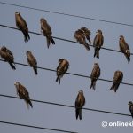 High–tension power lines: A threat to bird biodiversity in Nepal and beyond
