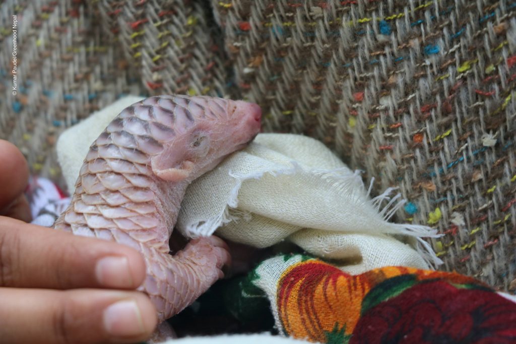 new born pangolin from Bhaktapur