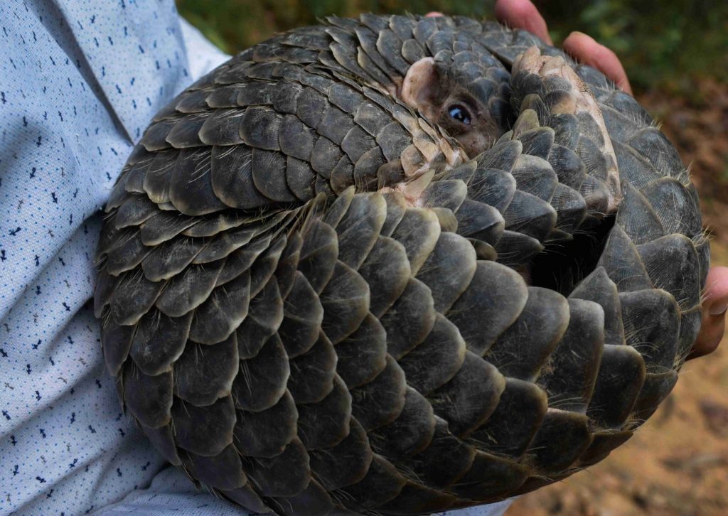 rescued pangolin from gorkha