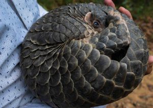Pangolin conservation in Nepal awaits enhanced interest, investment, and incentives