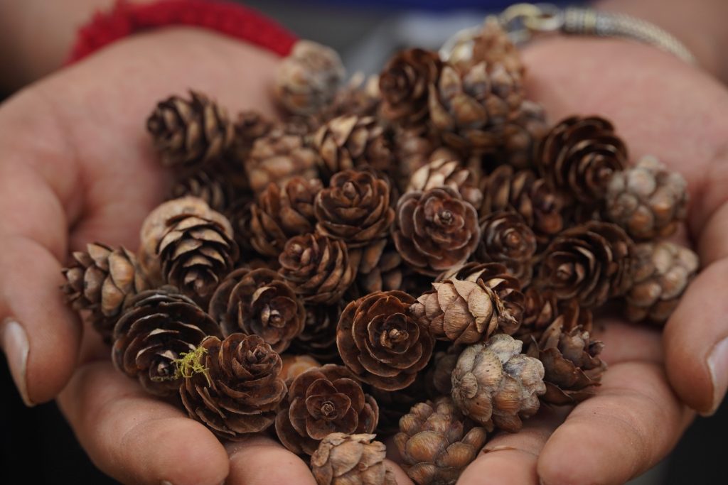 Conifer cone collected from amid the way back to Tarke Ghyang form Ama Yangri. Photo: Bharat Poudel 