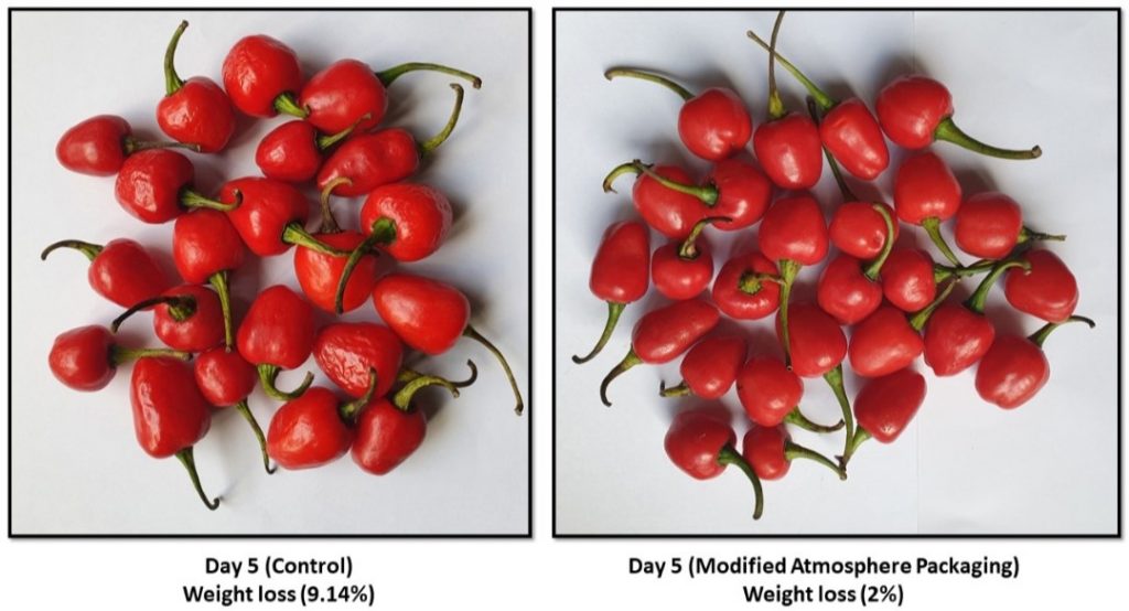 Photos of Akbare chillies showing the advantage of using MAP bags. Photo courtesy: Mandala Agrifresh