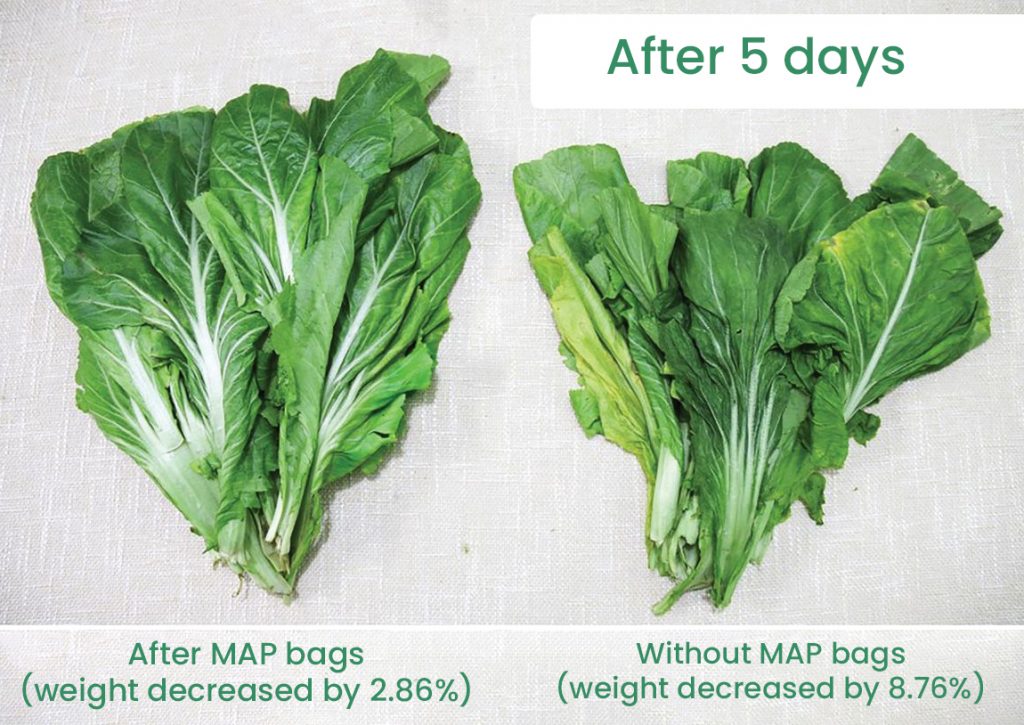 Photos of rayo saag (mustard green leaves) showing the advantage of using MAP bags. Photo courtesy: Mandala Agrifresh
