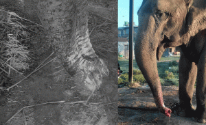 A captive elephant’s trunk cut off in Chitwan; mahouts under suspicion