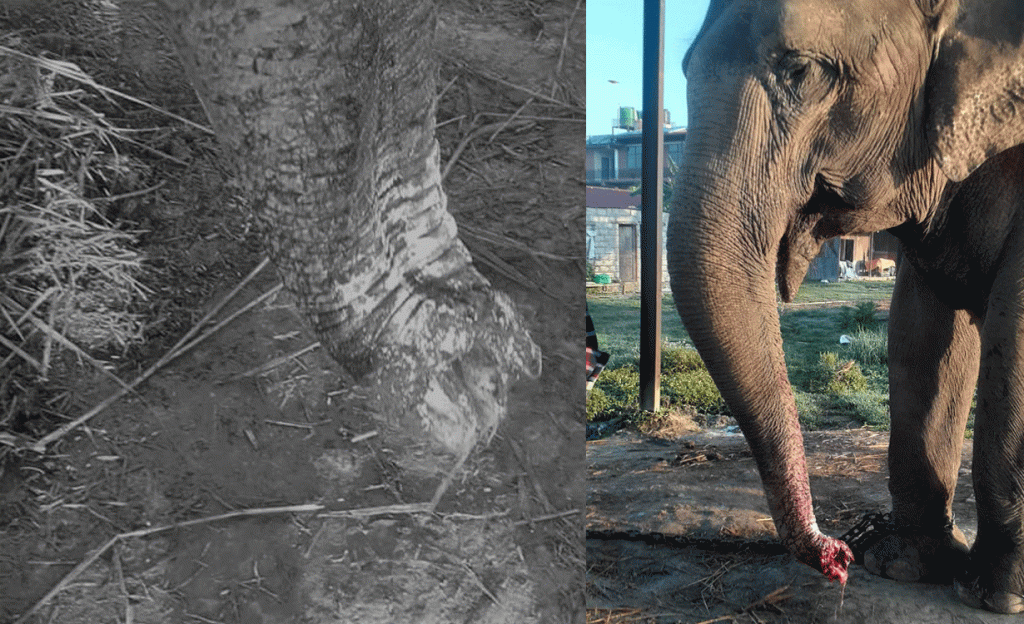 A captive elephant's trunk was cut off in Chitwan, on Tuesday, April 4, 2023.