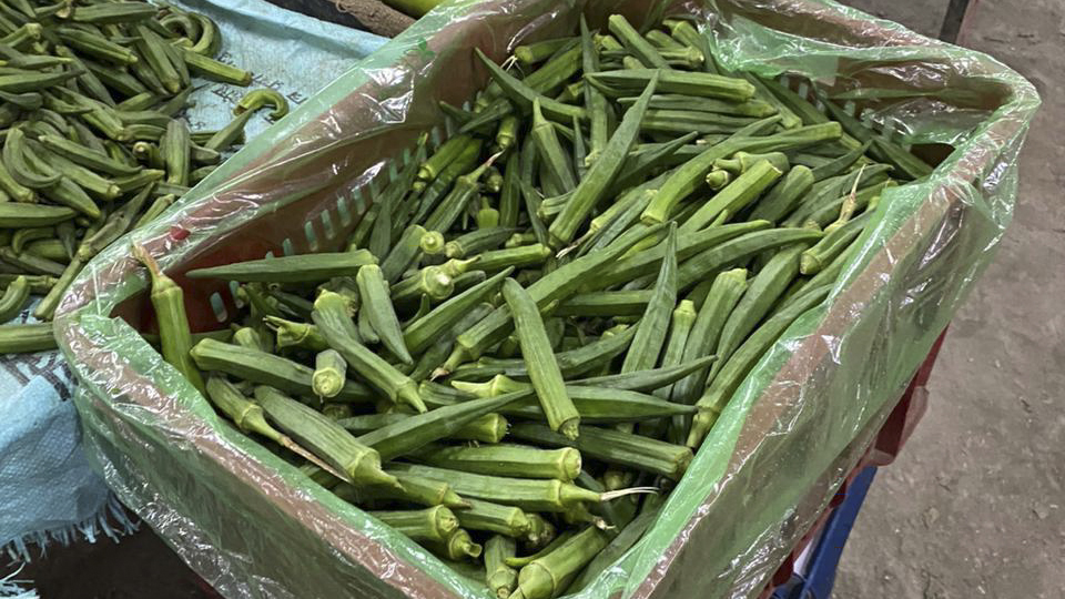 Okras transported to Kathmandu from Chitwan by using MAP bags. Photo: Mandala AgriFresh