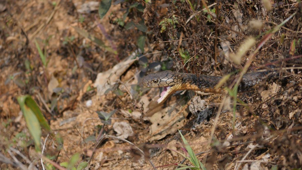 snakebites in Nepal snake