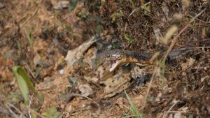 Snakebite kills 1 in Jhapa