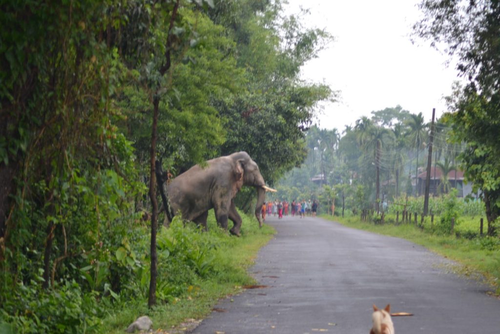 A wild elephant moving through the Bahundangi village, in the Jhapa district, eastern Nepal, in spring 2022 (Image: Shankar Luitel)