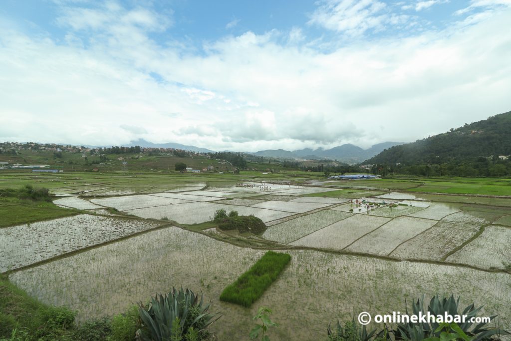 File Photo: Terraced farming area in Khokana area.