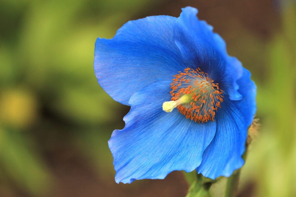 Himalayan Blue Poppy. Photo: Pixabay/ Debbie Clark 