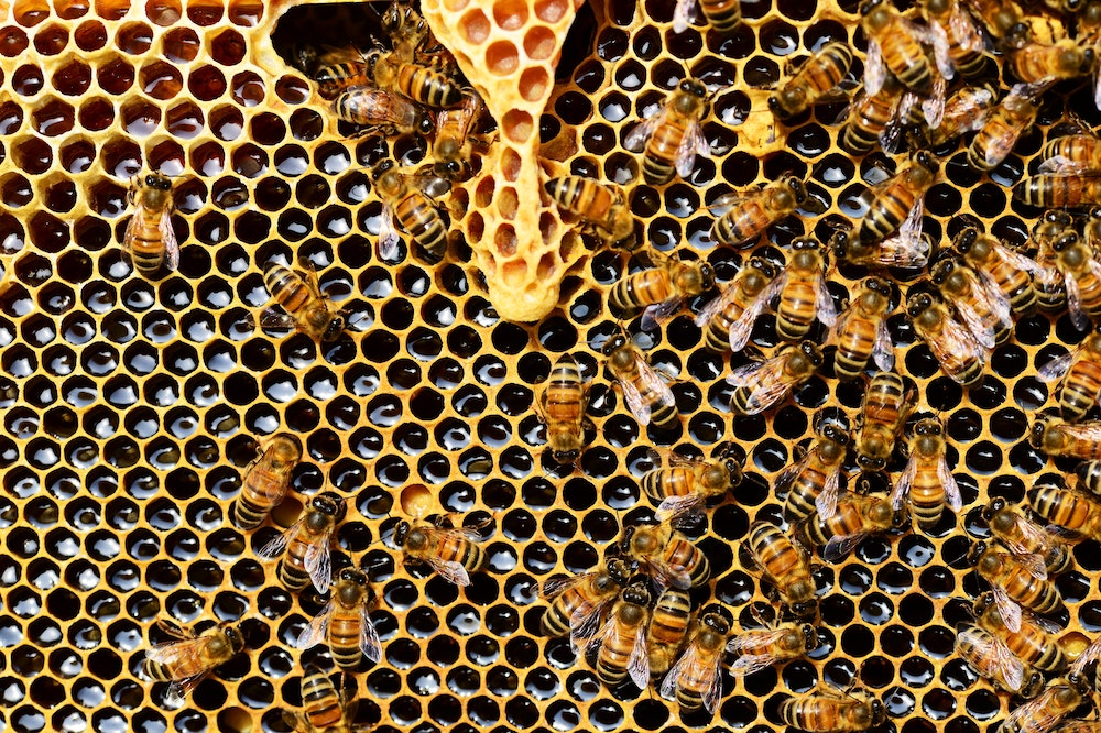 honey bees in the comb