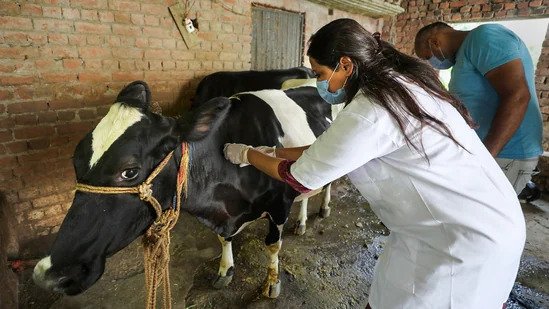 A veterinary doctors vaccinate a cow against lumpy skin disease. Photo: PTI/ Hindustan Times
