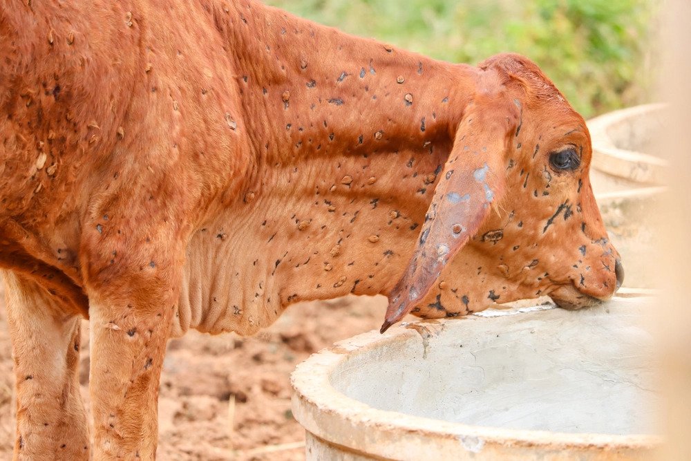 Lumpy Skin Disease Know Everything About Nepali Farmers Regular 