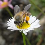 Bees: Small pollinators, big impact on global food security