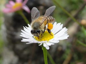 Why protecting bees is important for a sustainable future in the Himalayan region