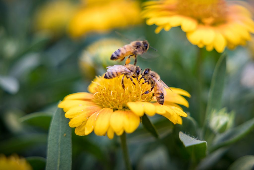 protecting bees on world bees day Photo Courtesy: ICIMOD