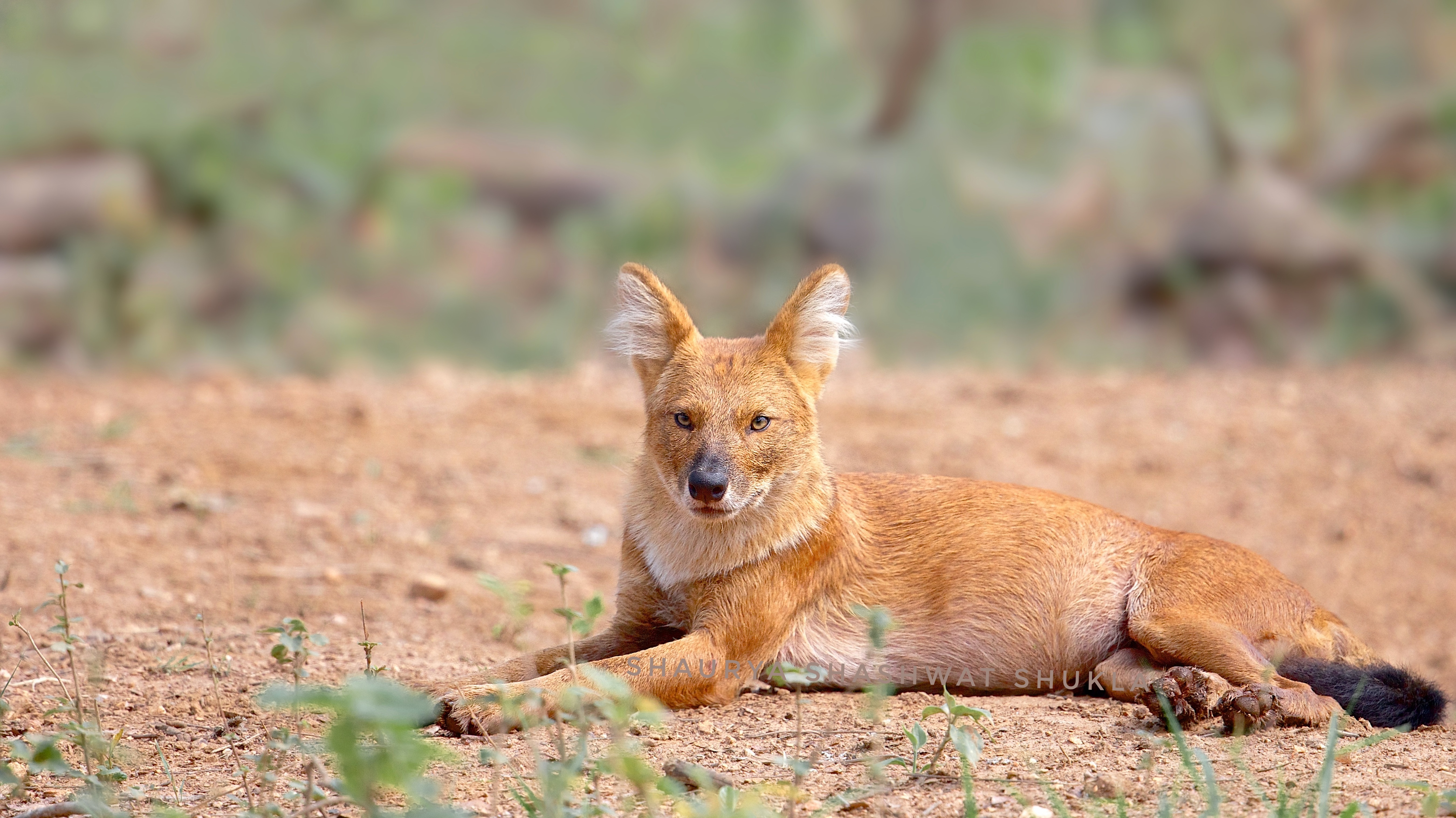 Dholes are on the verge of extinction. Here’s why we need to save them