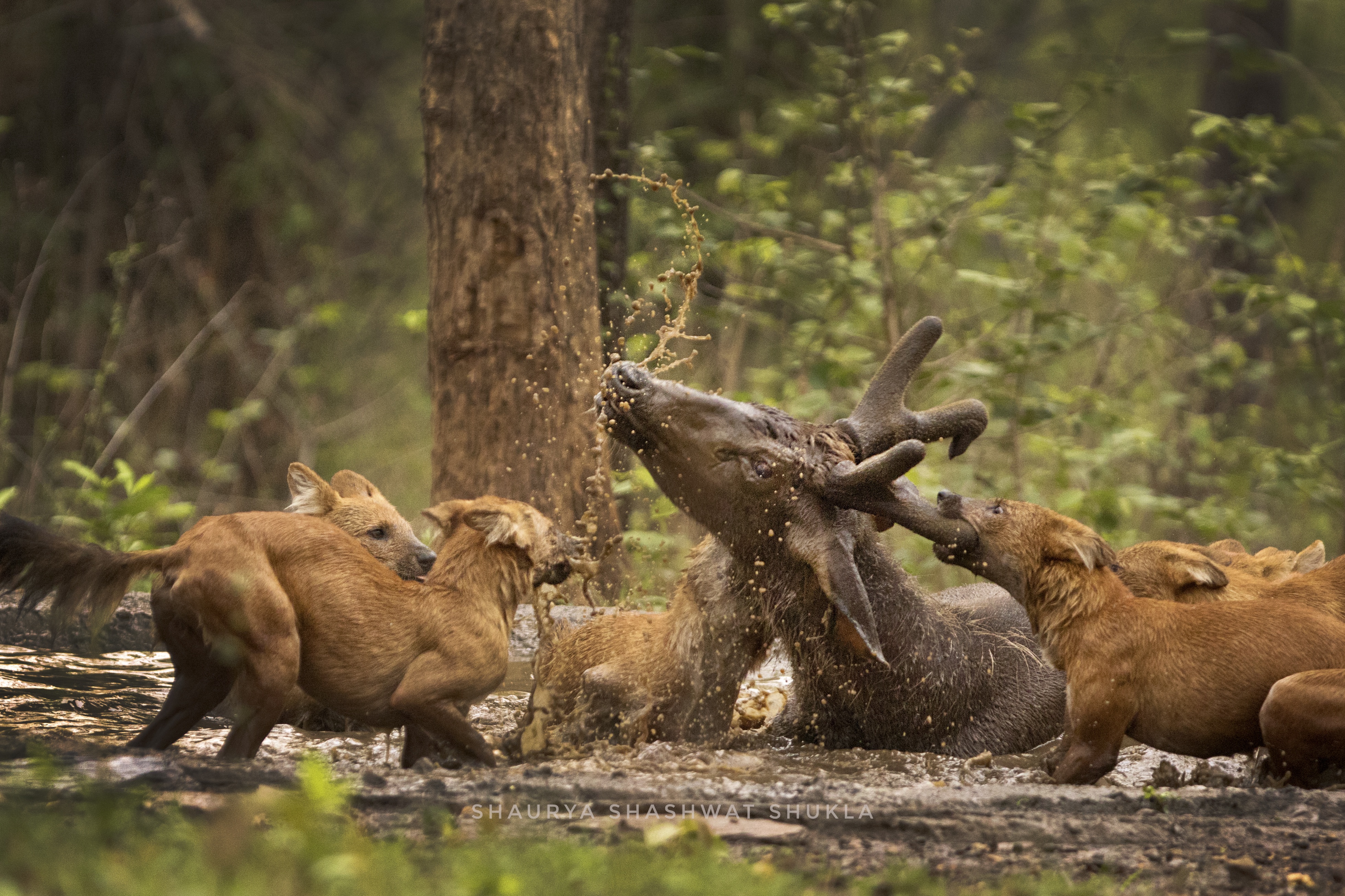 dhole