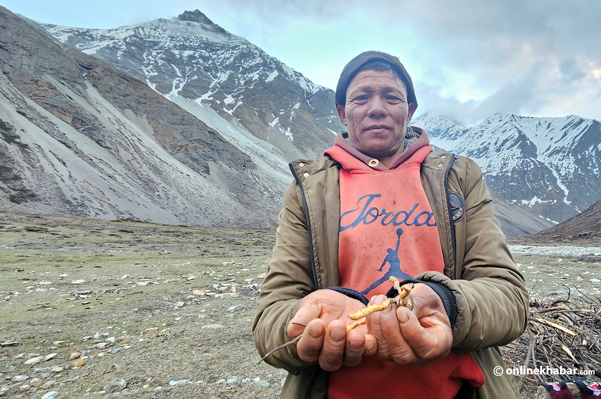 Dalbeer Khadka showing the yarsa he had picked. 