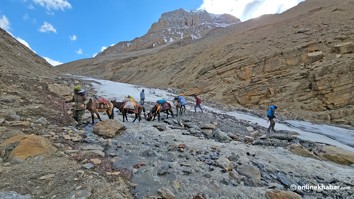 Locals using ghoda and khachhad to go uphill in search of yarsagumba in Dolpa.