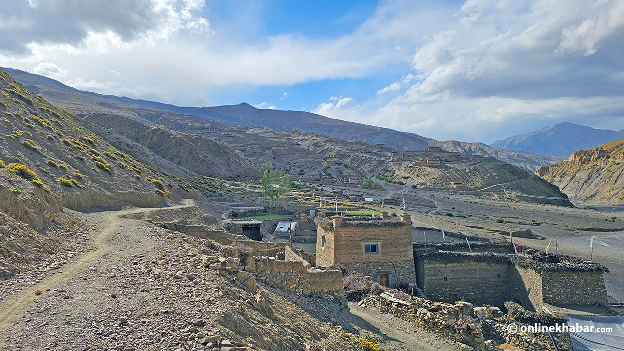 Saldang village in Dolpa. yarsagumba