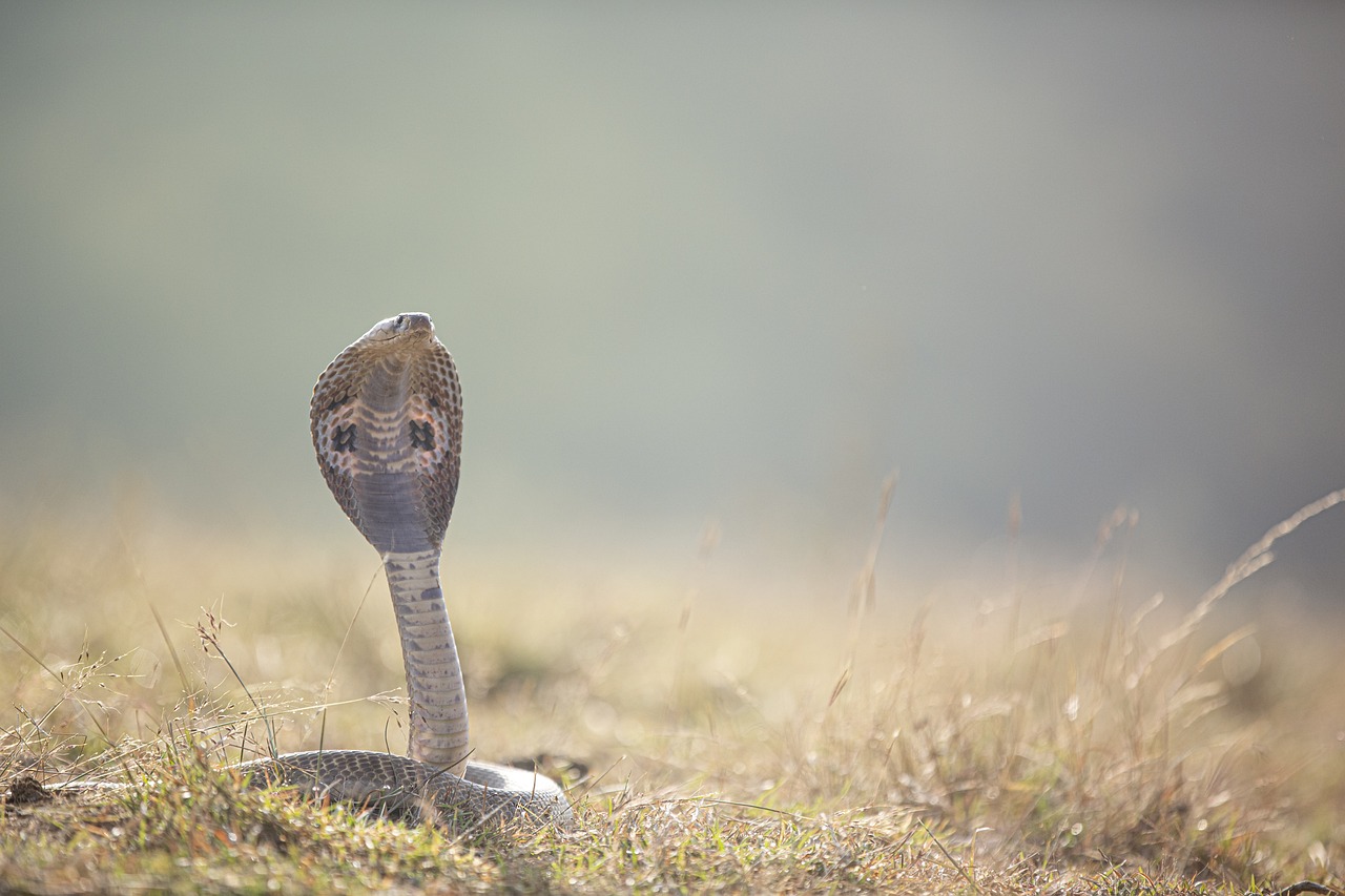 5 interesting species of snakes in Nepal