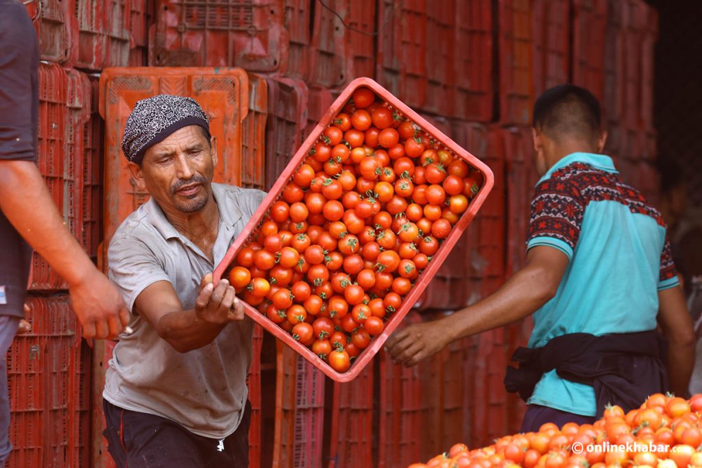 tomatoes farmer nepal