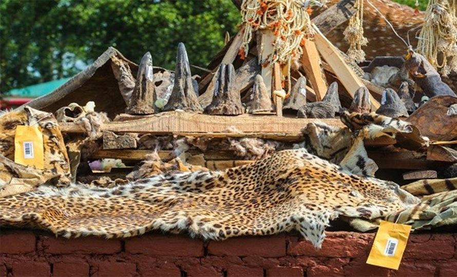Implementation tough despite court calling for crackdown on private possession of wildlife parts