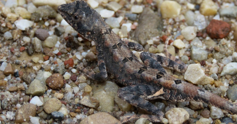 Dark Sitana: An endemic lizard that awaits conservation  