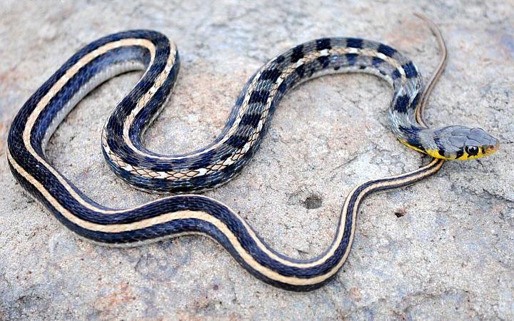 snakes in nepal A snake of Amphiesma genus. Photo: Wikimedia Commons