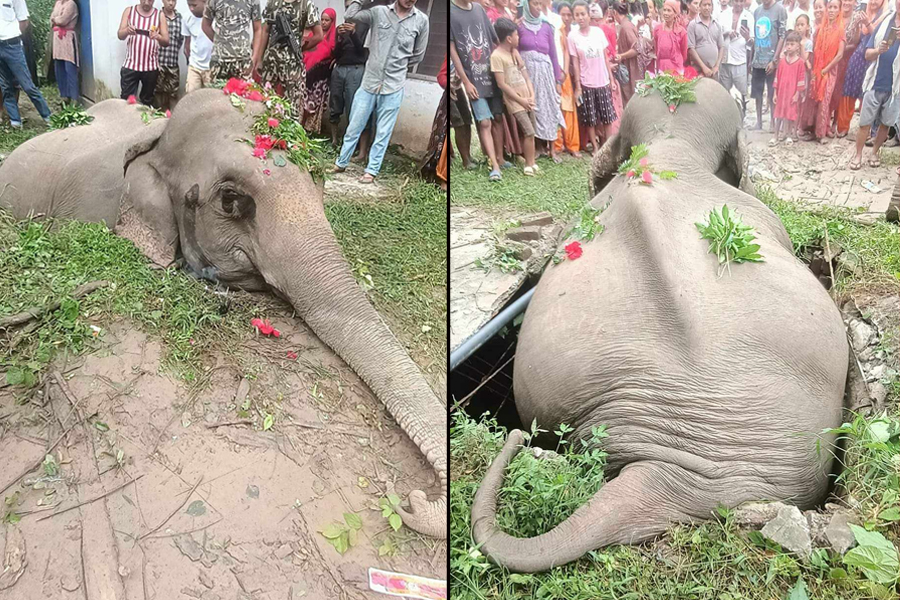 Elephant falls into a septic tank and dies in Kanchapur