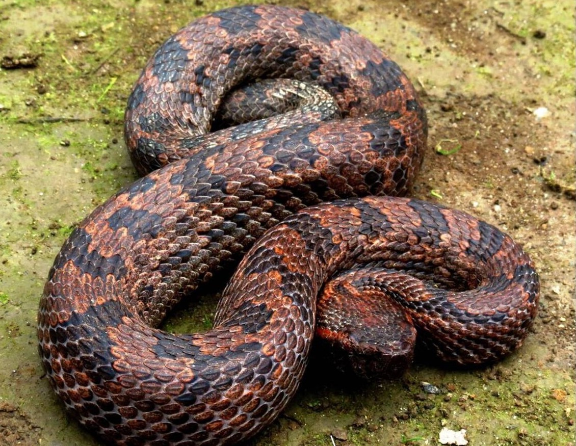 Himalayan_pit_viper_snakes of nepal