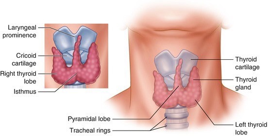 Thyroid gland - threats of thyroid in Nepal