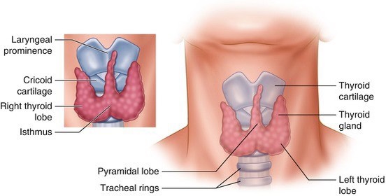 Thyroid gland