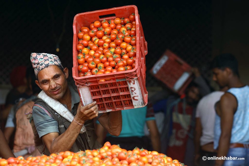 Nepal exports 670 tonnes of tomatoes in 2 weeks