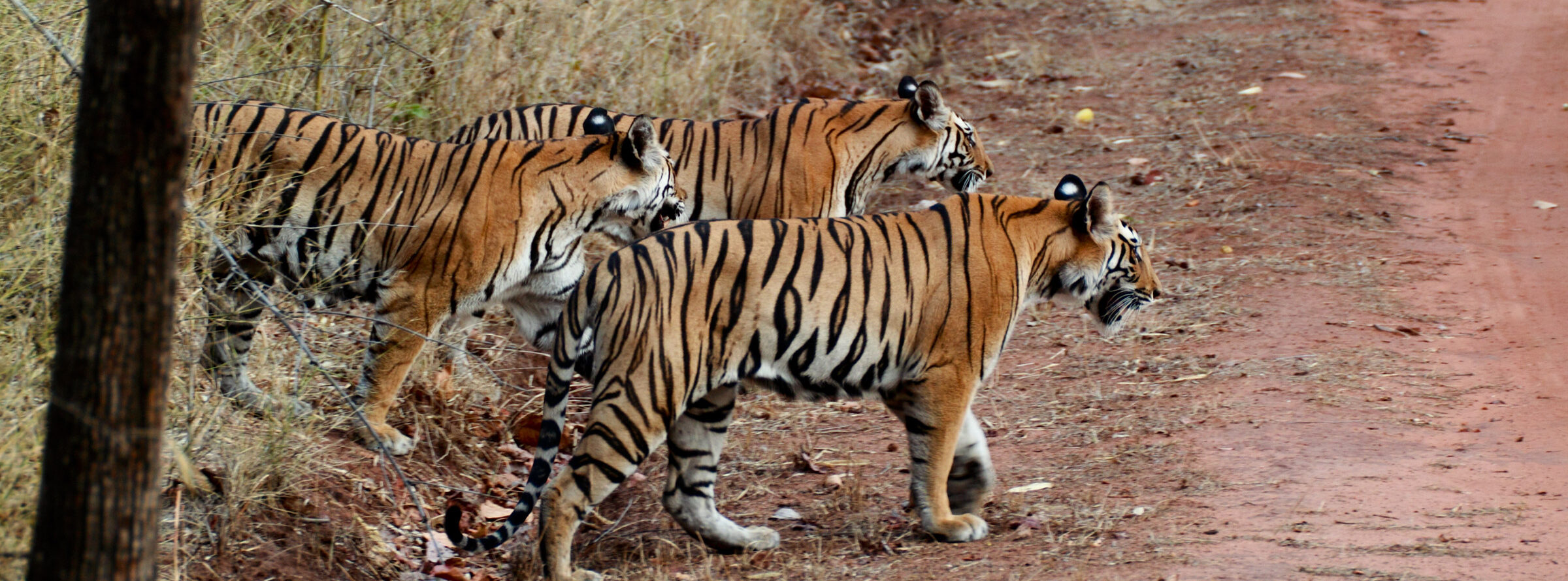 Royal Bengal tigers 